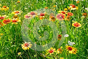 Beautiful yellow flowers on the lawn