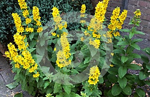 Beautiful yellow flowers, Lysimachia Punctata