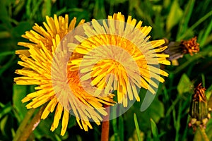 Beautiful yellow flowers mother and stepmother, top view, close-up. unblown dandelion