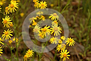 Beautiful yellow flowers in a pine forest