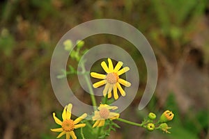 Beautiful yellow flowers in a pine forest