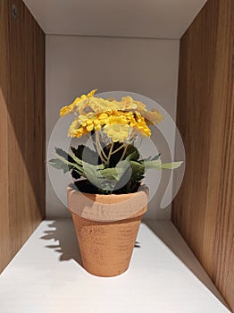 beautiful yellow flowers with pottery pot