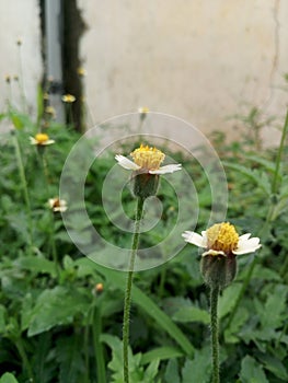 Beautiful yellow flowers in rainy season