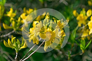 Beautiful yellow flowers of Rhododendron luteum