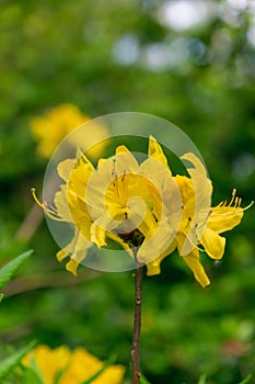Beautiful yellow flowers of Rhododendron luteum photo