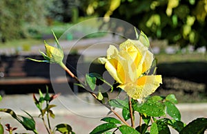 Beautiful yellow flowers roses green leaf closeup nature romantic garden morning dew still life background