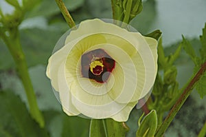 Beautiful yellow flowers of silver queen okra in garden