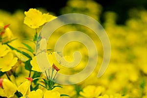 Beautiful yellow flowers in spring or summer green garden.