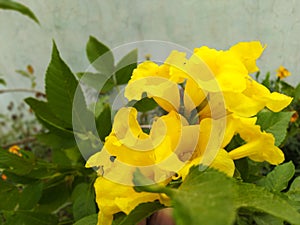 Beautiful yellow flowers in summer season in botanical gardens of villager