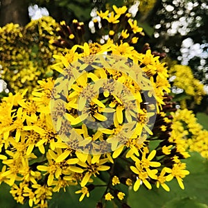 Beautiful yellow flowers, Velvet Groundsel..
