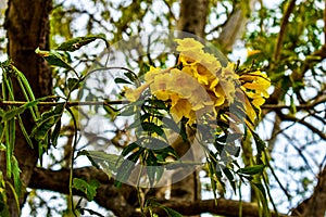 Yellow Cortez Amarillo Flower Costa Rica photo
