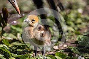 Beautiful yellow fluffy Demoiselle Crane baby gosling, Anthropoides virgo in a bright green meadow