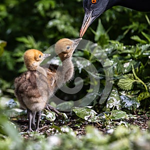 Beautiful yellow fluffy Demoiselle Crane baby gosling, Anthropoides virgo in a bright green meadow