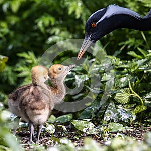 Beautiful yellow fluffy Demoiselle Crane baby gosling, Anthropoides virgo in a bright green meadow