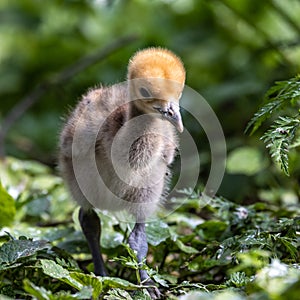 Beautiful yellow fluffy Demoiselle Crane baby gosling, Anthropoides virgo in a bright green meadow