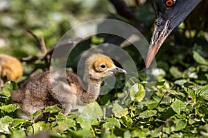 Beautiful yellow fluffy Demoiselle Crane baby gosling, Anthropoides virgo in a bright green meadow