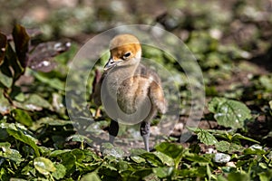 Beautiful yellow fluffy Demoiselle Crane baby gosling, Anthropoides virgo in a bright green meadow