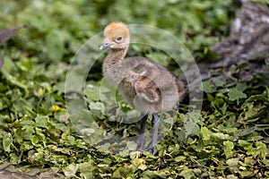 Beautiful yellow fluffy Demoiselle Crane baby gosling, Anthropoides virgo in a bright green meadow