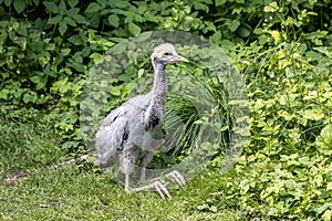 Beautiful yellow fluffy Demoiselle Crane baby gosling, Anthropoides virgo in a bright green meadow