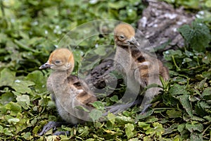 Beautiful yellow fluffy Demoiselle Crane baby gosling, Anthropoides virgo in a bright green meadow