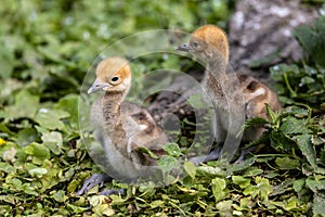 Beautiful yellow fluffy Demoiselle Crane baby gosling, Anthropoides virgo in a bright green meadow