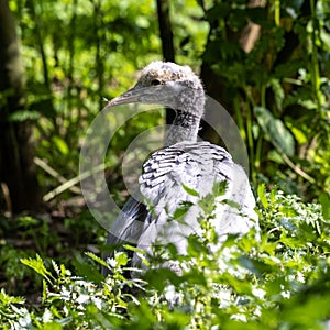 Beautiful yellow fluffy Demoiselle Crane baby gosling, Anthropoides virgo in a bright green meadow