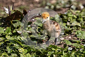 Beautiful yellow fluffy Demoiselle Crane baby gosling, Anthropoides virgo in a bright green meadow