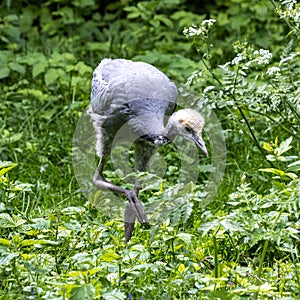 Beautiful yellow fluffy Demoiselle Crane baby gosling, Anthropoides virgo in a bright green meadow