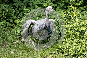 Beautiful yellow fluffy Demoiselle Crane baby gosling, Anthropoides virgo in a bright green meadow