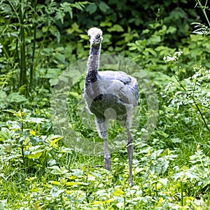 Beautiful yellow fluffy Demoiselle Crane baby gosling, Anthropoides virgo in a bright green meadow