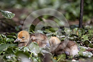 Beautiful yellow fluffy Demoiselle Crane baby gosling, Anthropoides virgo in a bright green meadow