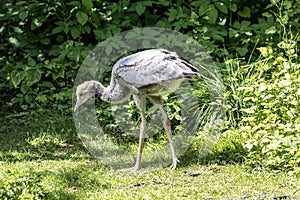 Beautiful yellow fluffy Demoiselle Crane baby gosling, Anthropoides virgo in a bright green meadow