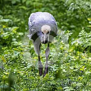 Beautiful yellow fluffy Demoiselle Crane baby gosling, Anthropoides virgo in a bright green meadow