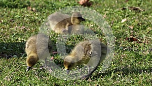 Beautiful yellow fluffy greylag goose baby gosling in spring, Anser anser