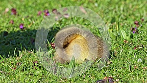 Beautiful yellow fluffy greylag goose baby gosling in spring, Anser anser