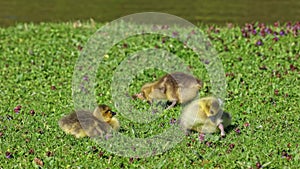 Beautiful yellow fluffy greylag goose baby gosling in spring, Anser anser