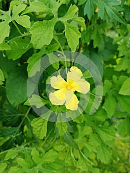 beautiful yellow forest bitter melon flowers