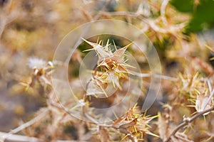 Beautiful Yellow Fork Flower