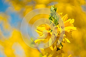 Beautiful yellow forsythia flowers close-up on a blurred background. Copy space.Spring. Soft focus, selected focus