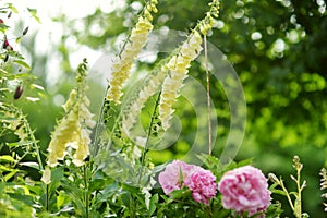 Beautiful yellow foxglove flowers blossoming in the garden on sunny summer day. Digitalis purpurea blooming on flower bed