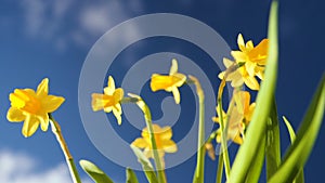 Beautiful yellow fresh daffodils flowers in garden