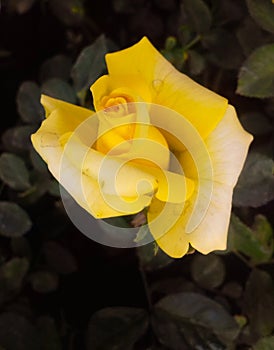 Beautiful yellow and fresh rose with water drops