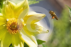 beautiful yellow garden dahlia flower and bee in the sunshine