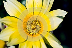 Beautiful yellow gazania flower with drops of rain dew in the garden.