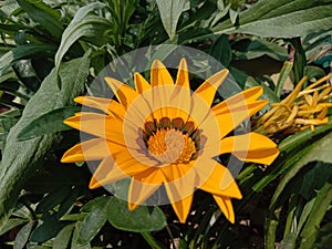 Beautiful yellow gazania flower plant in India