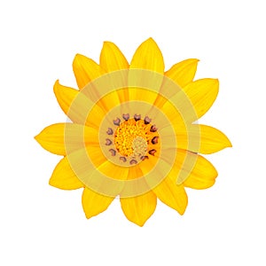 A Beautiful Yellow Gazania Flower in White Background