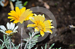 Beautiful yellow Gazania rigens plant grow on a flower bed in a spring season at a botanical garden.