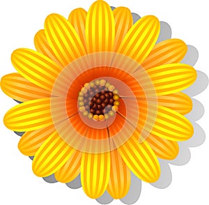 Beautiful yellow Gerber Daisy photo