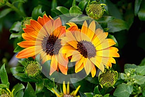 Beautiful yellow gerber daisy close-up. Delicate yellow spring gerbera flower