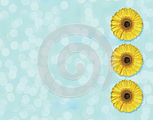 Beautiful yellow Gerber flower blossom in circle isolated on light blue background